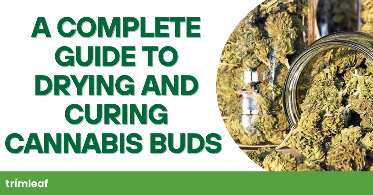 A Definitive Guide to Drying and Curing Cannabis Buds