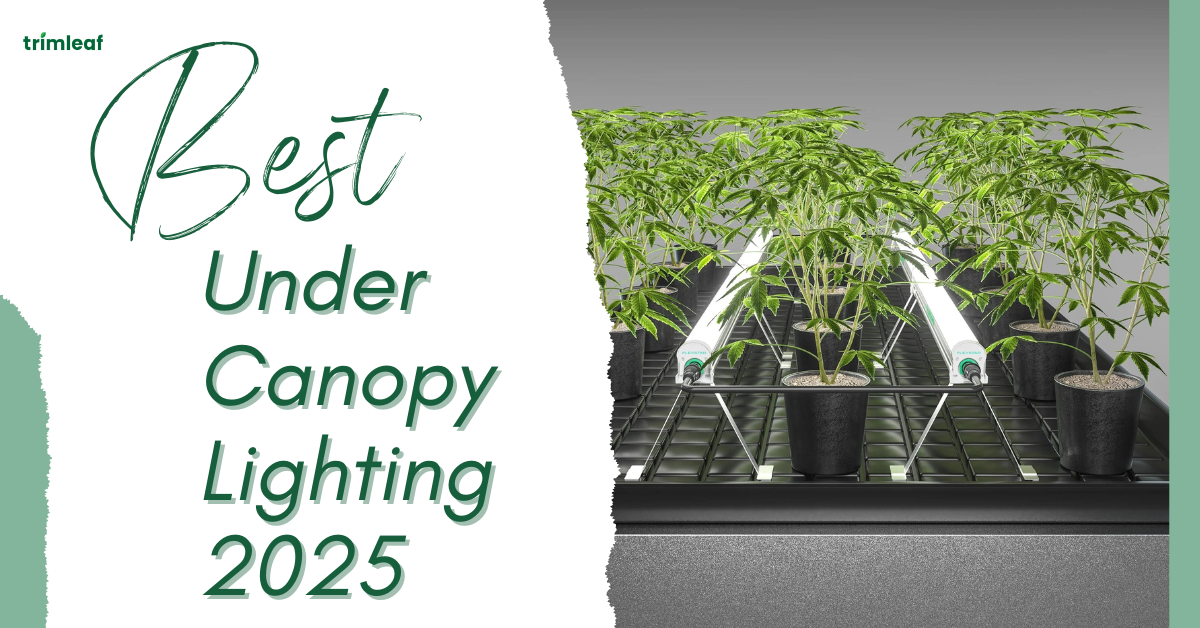 Best Under Canopy Lighting 2025