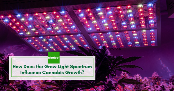 How Does the Grow Light Spectrum Influence Cannabis Growth