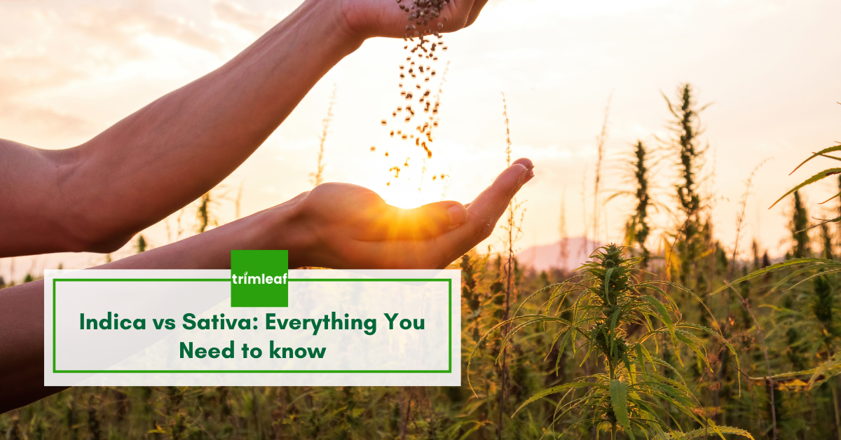 Indica vs Sativa: Everything You Need to know