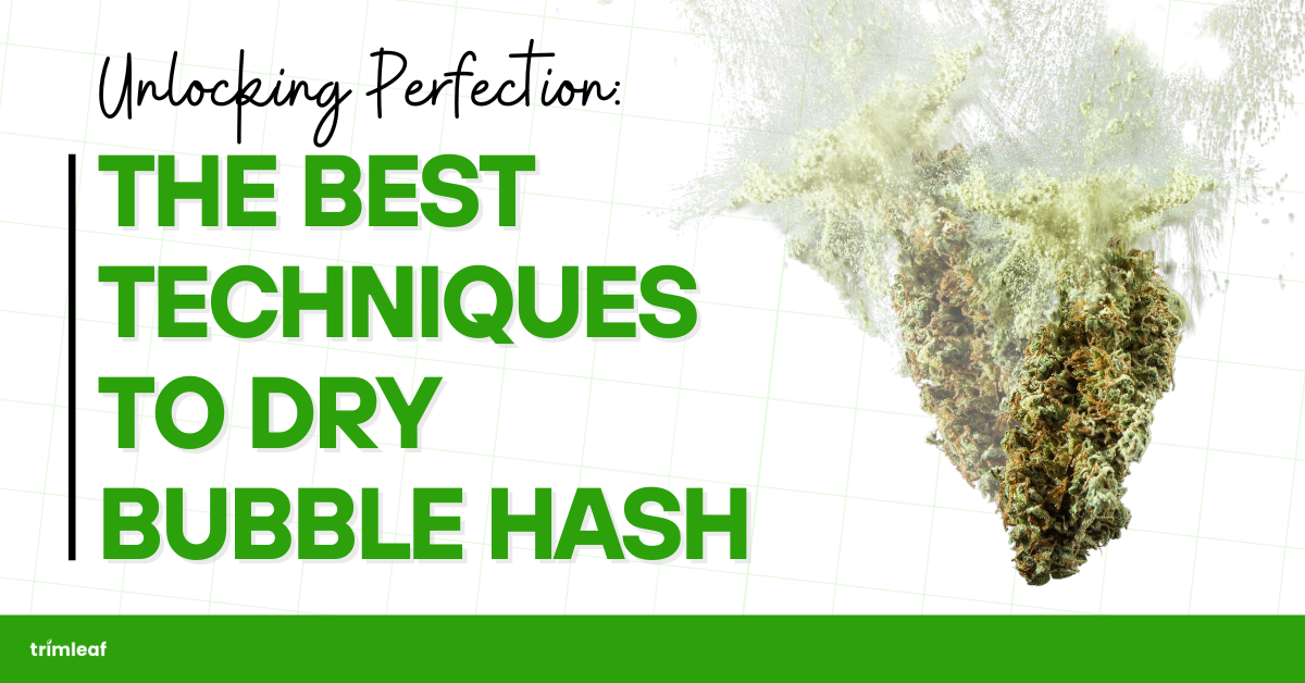 Unlocking Perfection: The Best Techniques to Dry Bubble Hash