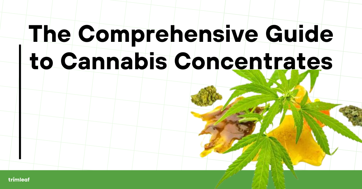 The Comprehensive Guide to Cannabis Concentrates: Types, Uses, and How to Choose