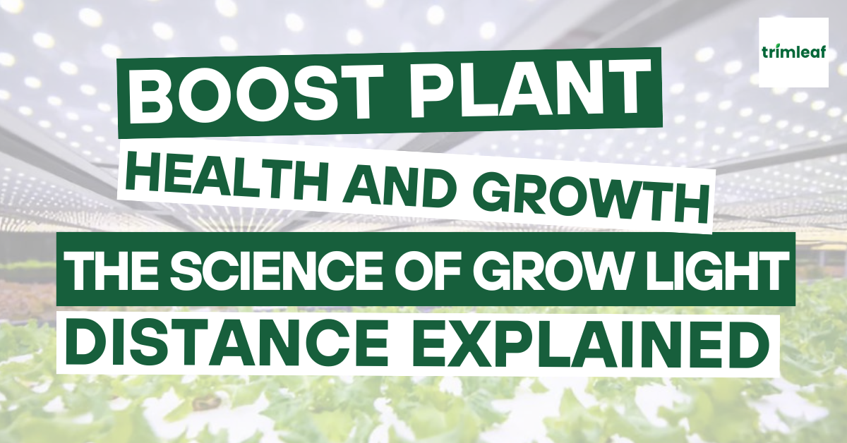 Boost Plant Health and Growth The Science of Grow Light Distance Explained