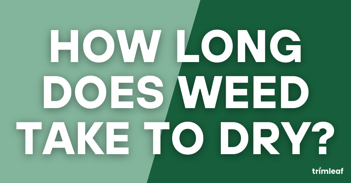 How Long Does Weed Take to Dry