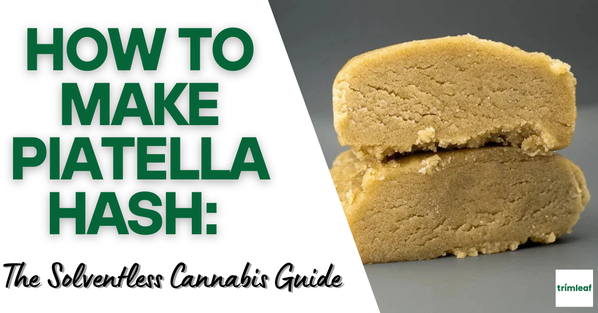 How to Make Piatella Hash The Solventless Cannabis Guide