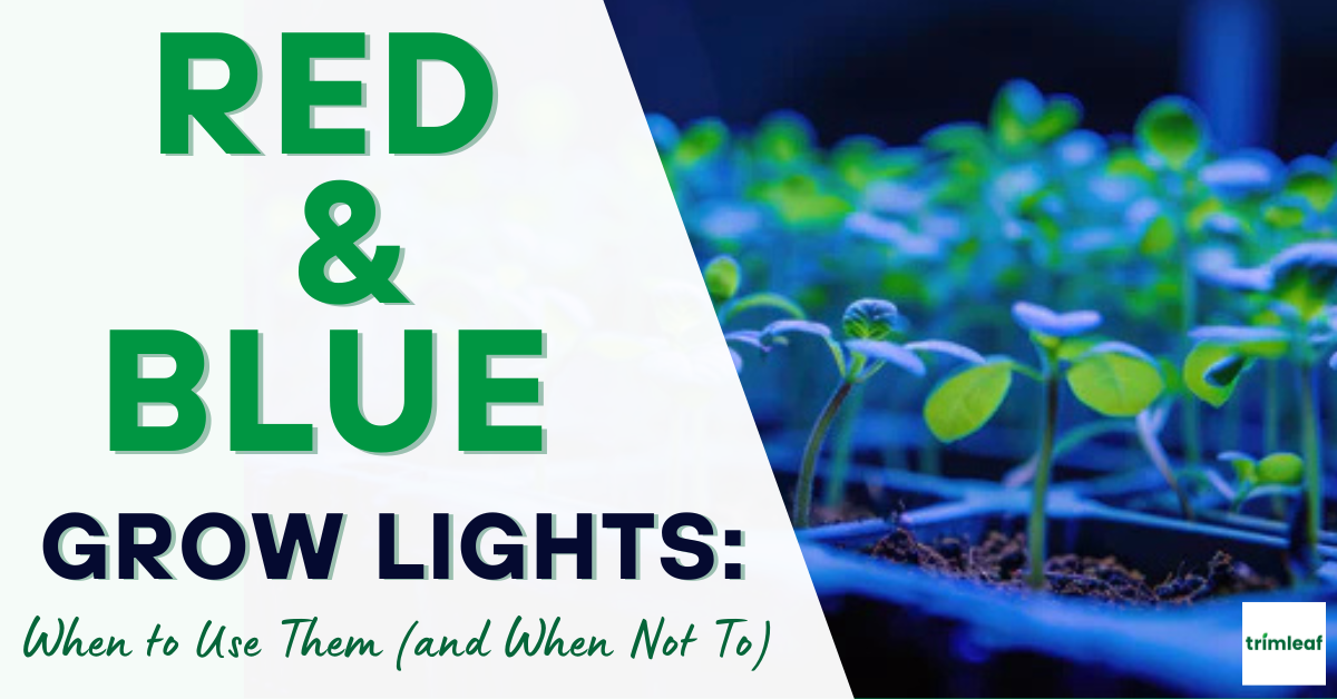 Red and Blue Grow Lights When to Use Them (and When Not To)