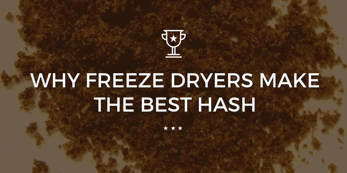 Why Freeze Dryers Make the Best Bubble Hash