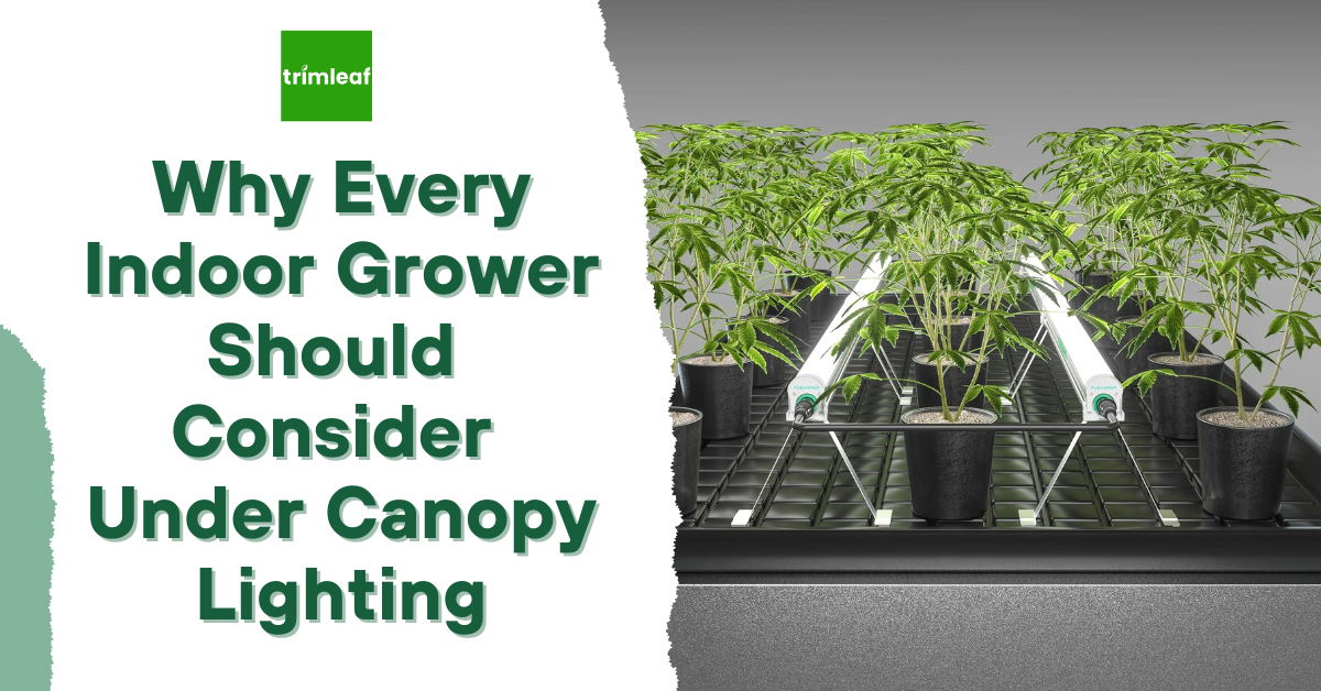 Why Every Indoor Grower Should Consider Under Canopy Lighting