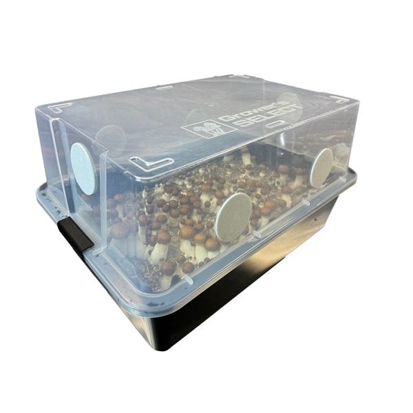 mugimug むぎマグ Complete 44Q Monotub Bulk Spawn Growing & Casing Kit