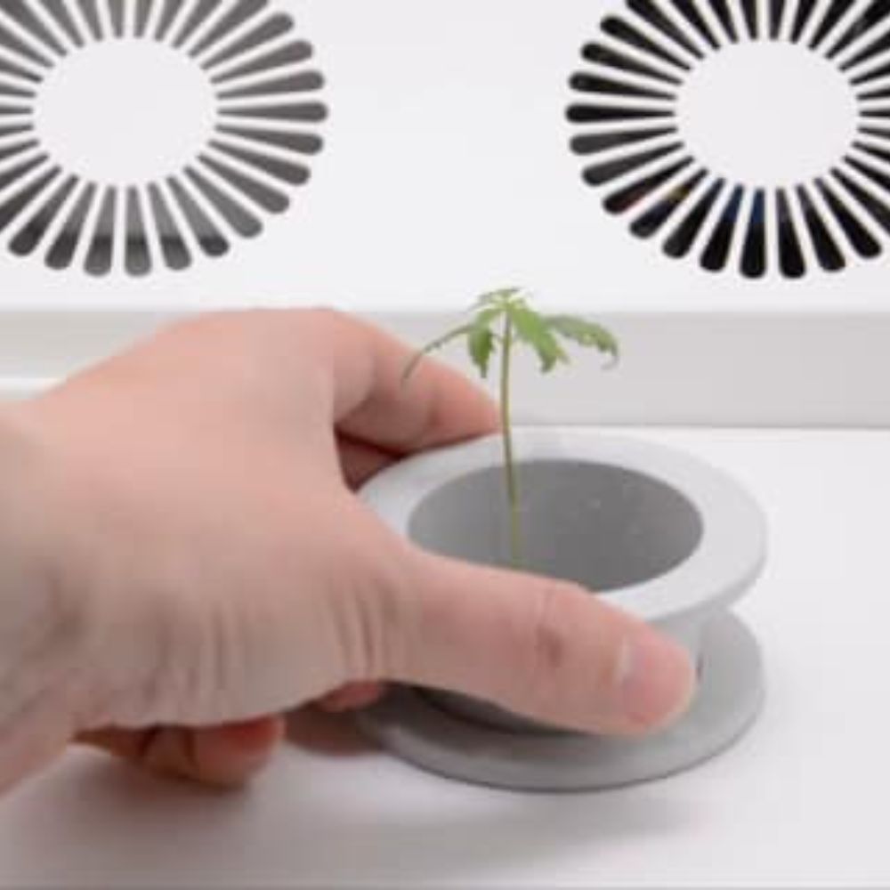Add your plant | Hey abby | Indoor growing steps