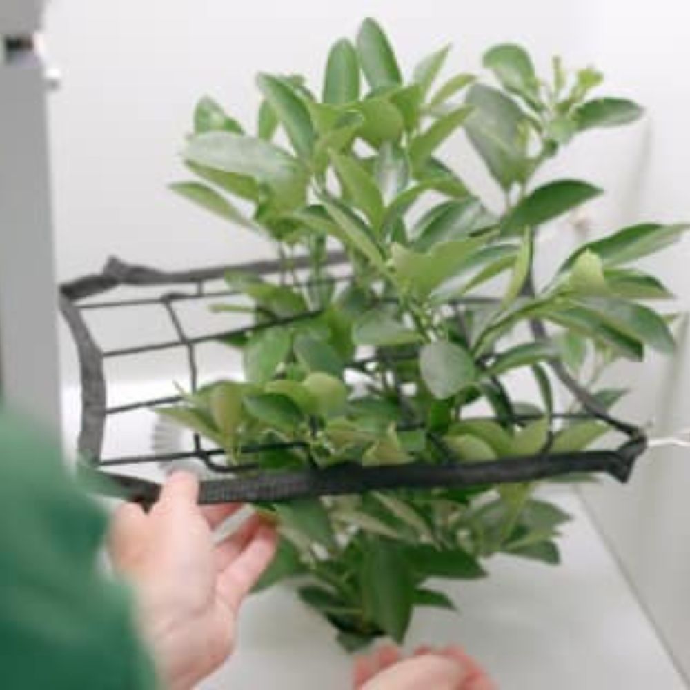 Trim & train | Hey abby | Indoor growing steps