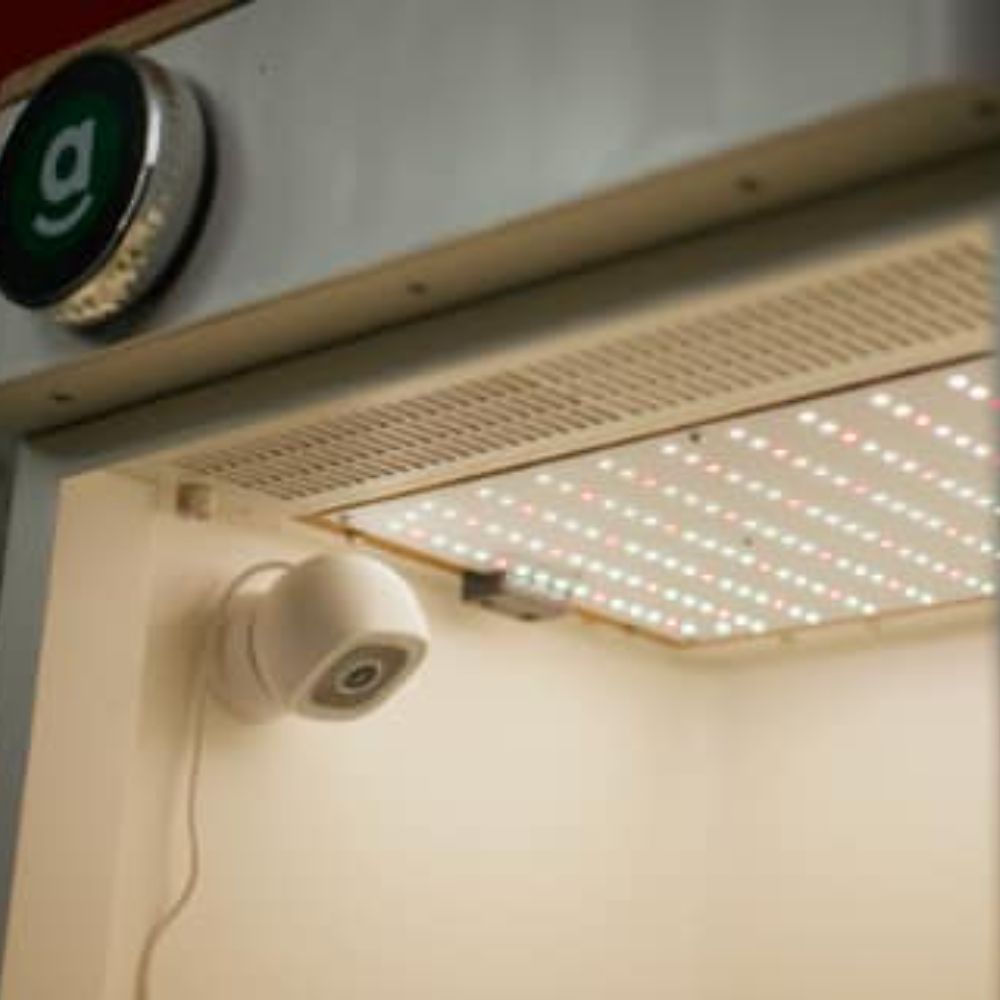 Watch your plants flower | Hey abby | Indoor growing steps