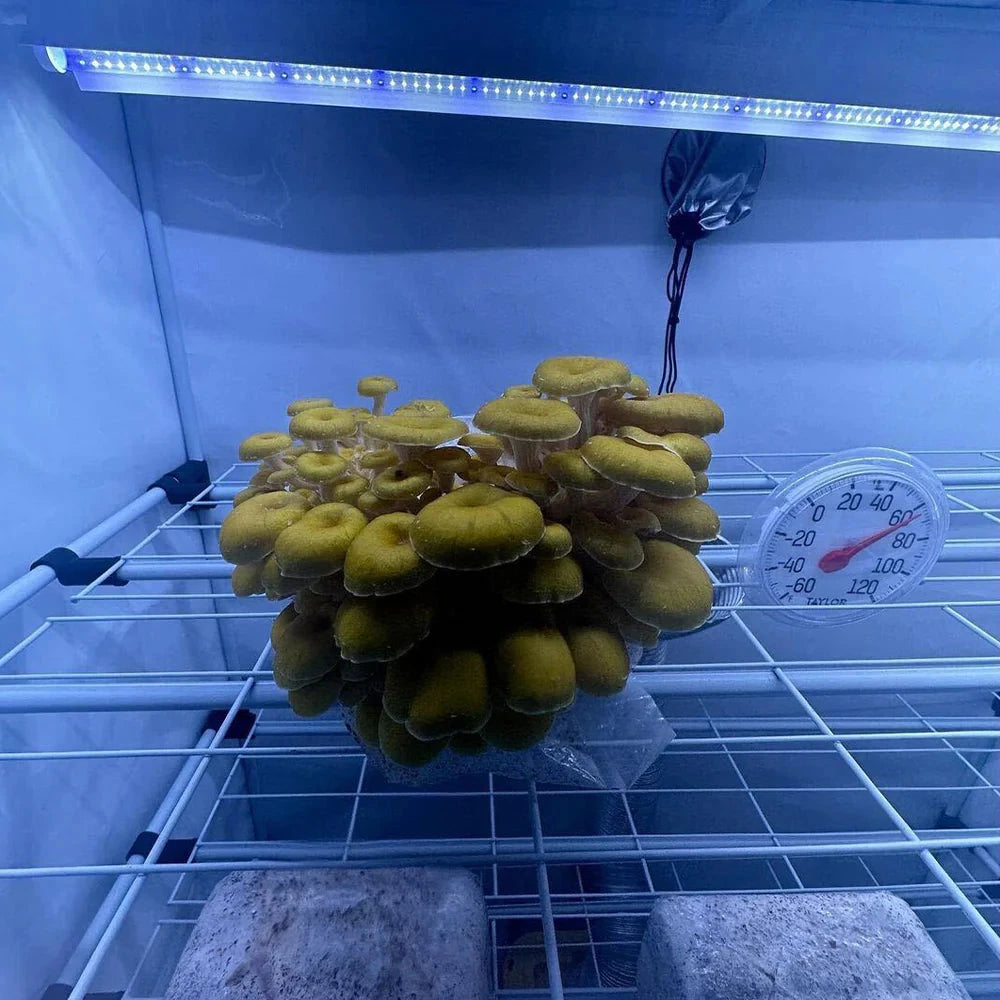 Active Grow 3-Tier Walden White LED Mushroom Grow Tent Kit Mushroom inside