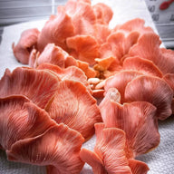 Active Grow 3-Tier Walden White LED Mushroom Grow Tent Kit Mushrooms