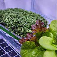 Active Grow Clones & Cuttings 3-Tier Walden White LED Grow Tent Kit