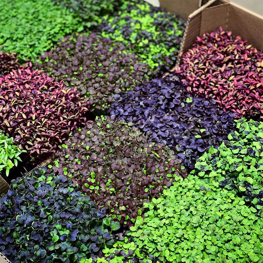 Active Grow Microgreens & Herbs 3-Tier Walden White LED Grow Tent Kit