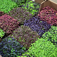 Active Grow Microgreens & Herbs 3-Tier Walden White LED Grow Tent Kit