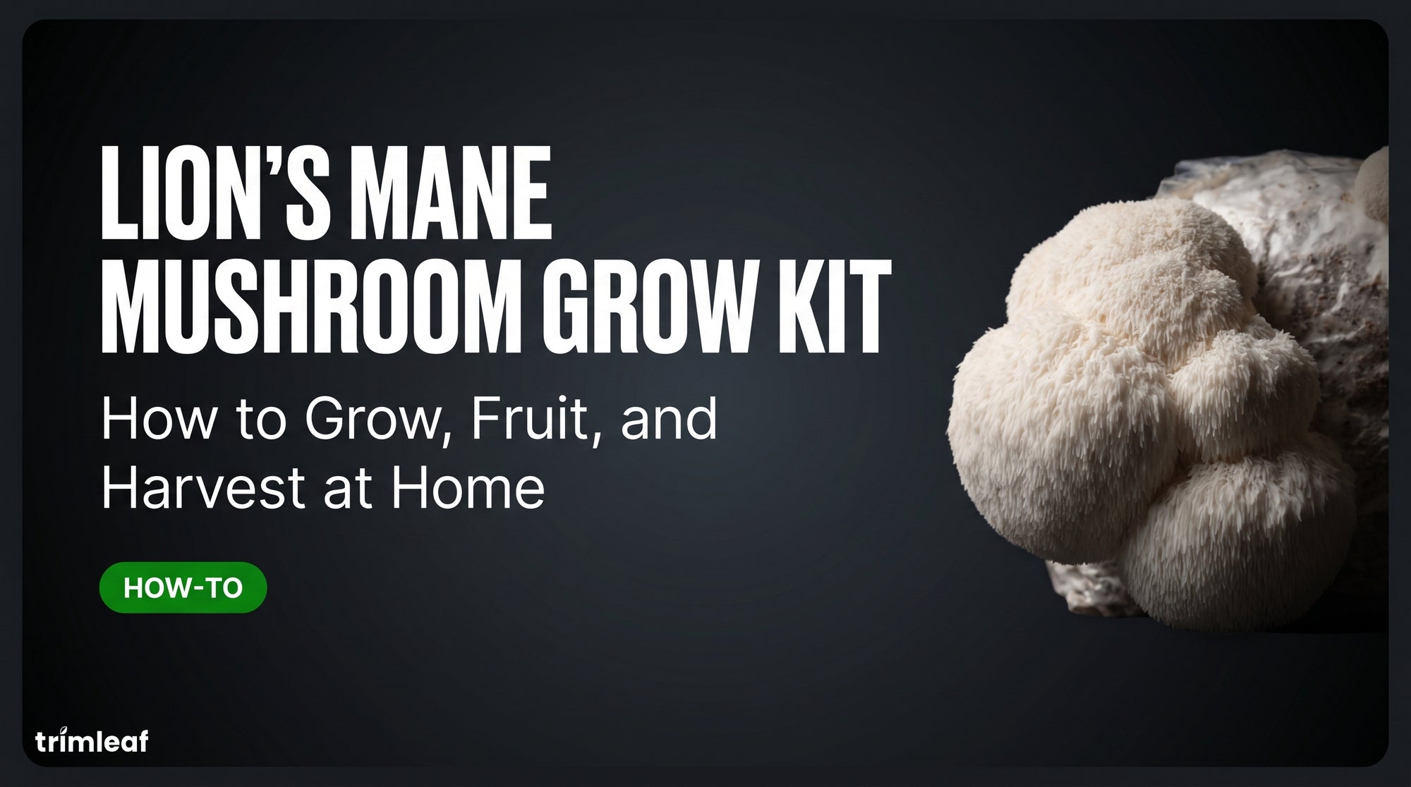 lion-s-mane-mushroom-grow-kit-guide
