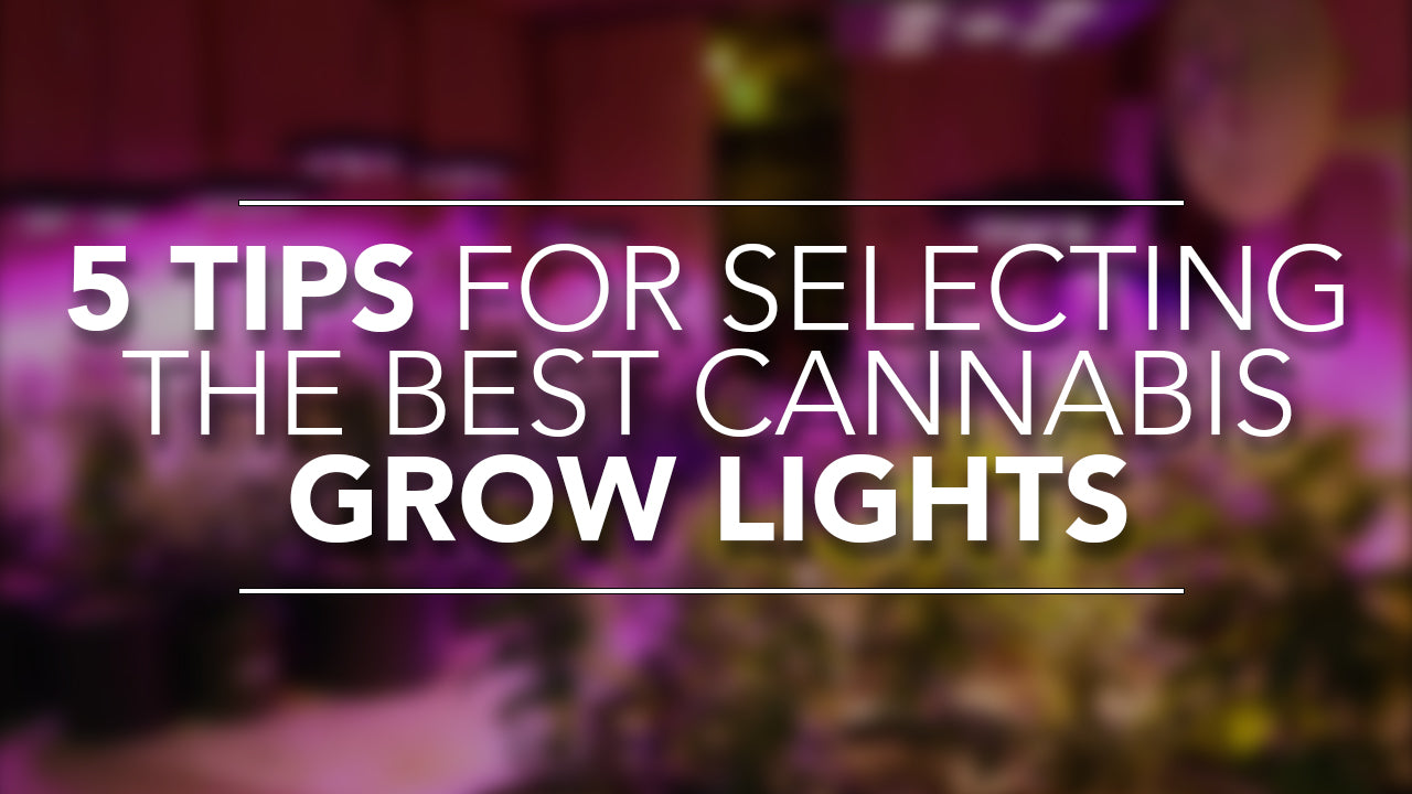  Tips for Selecting the Best Cannabis Grow Lights