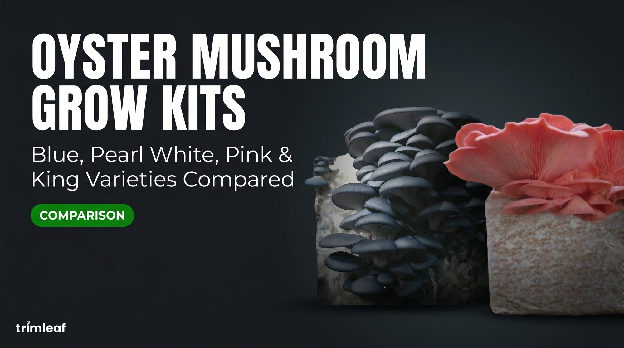 oyster-mushroom-varieties-growing-guide