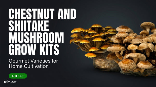 chestnut-and-shiitake-mushroom-grow-kits