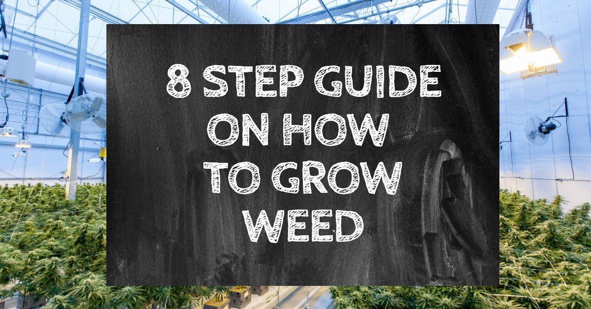 8 Step Guide On How To Grow Weed