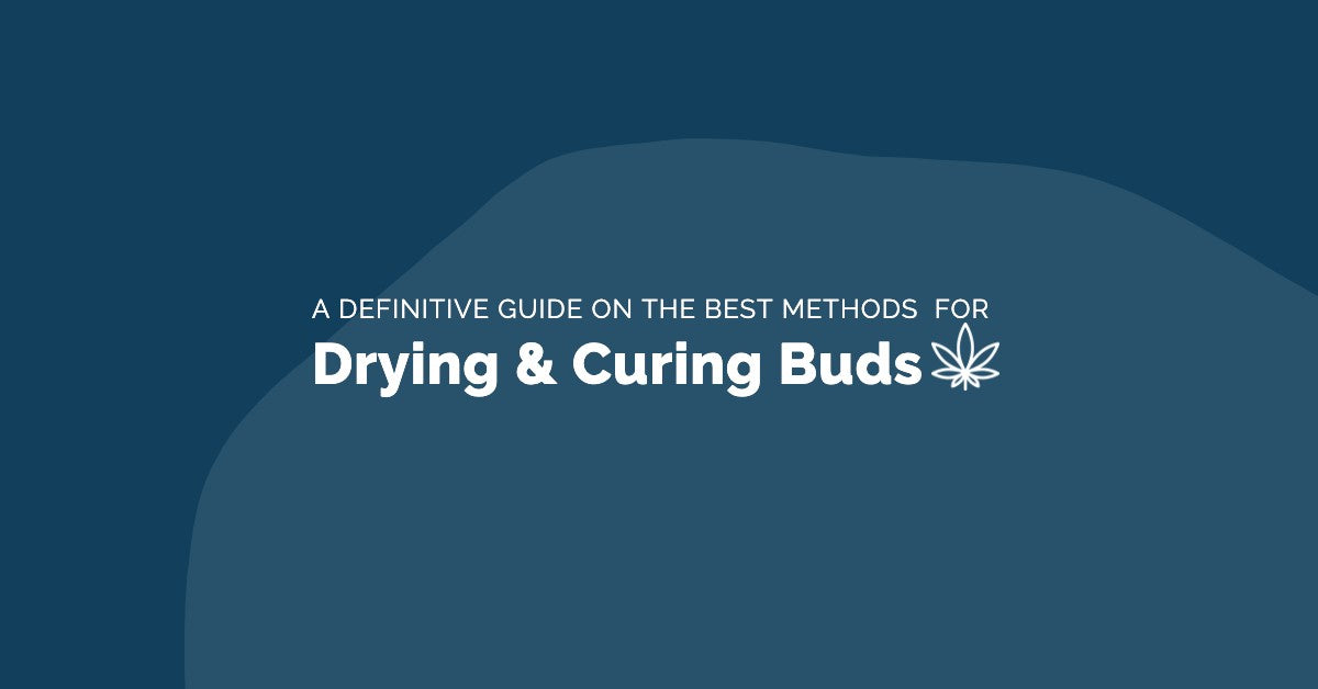 A Definitive Guide to Drying and Curing Cannabis Buds