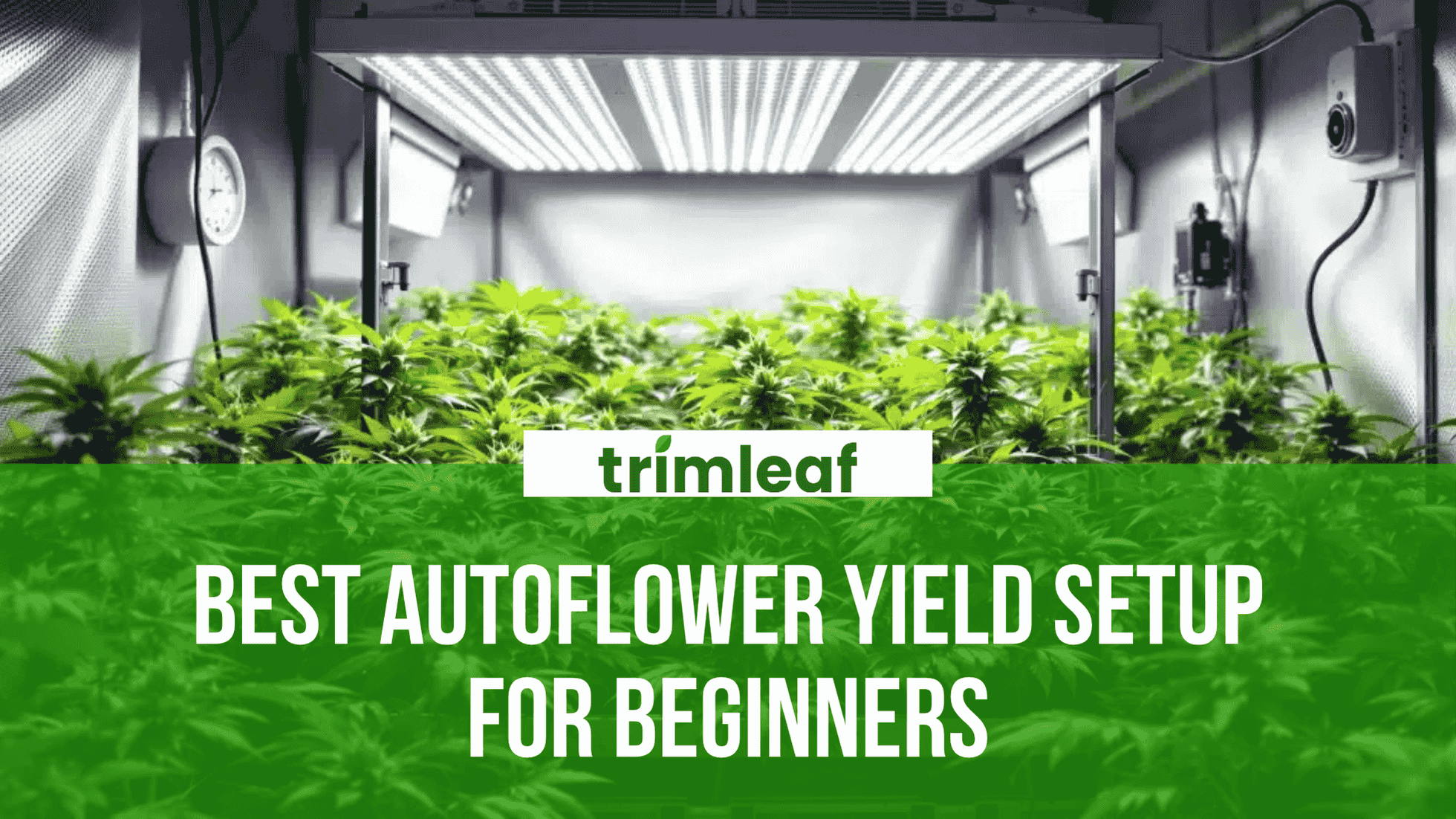 Best Autoflower Yield Setup for Beginners