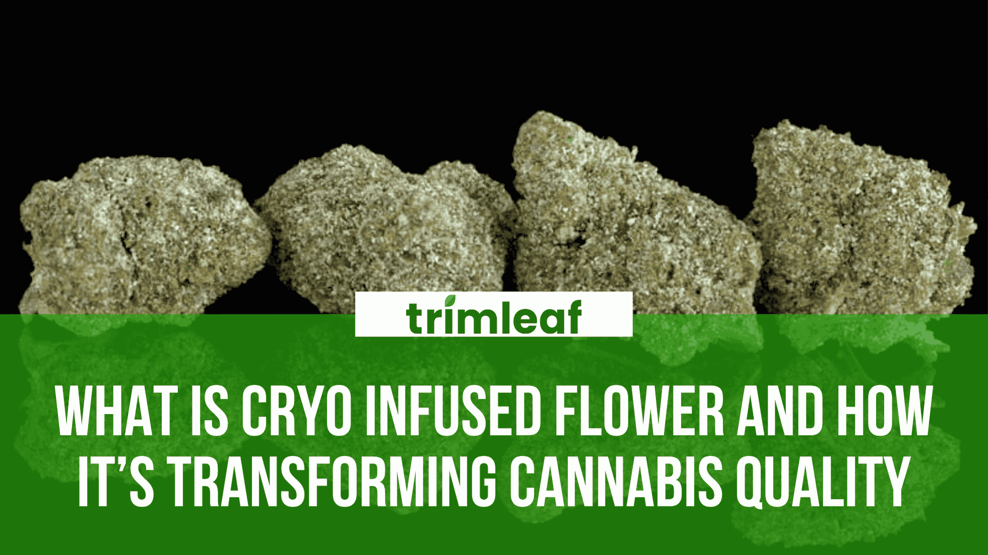 What Is Cryo Infused Flower and How It’s Transforming Cannabis Quality