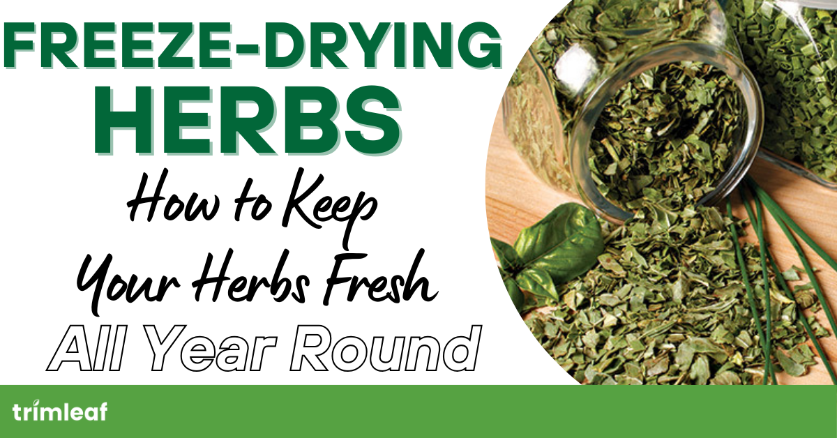 Freeze-Drying Herbs: How to Keep Your Herbs Fresh All Year Round