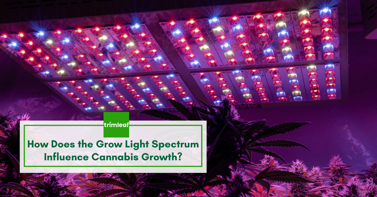 forfriskende chef spontan How Does the Grow Light Spectrum Influence Cannabis Growth? - Trimleaf
