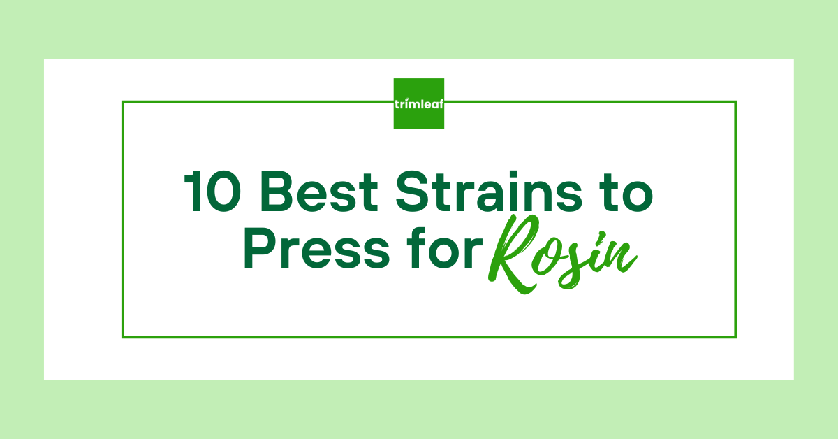 10 Best Strains to Press for Rosin