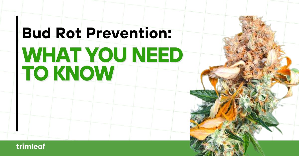 Bud Rot Prevention: What You Need to Know