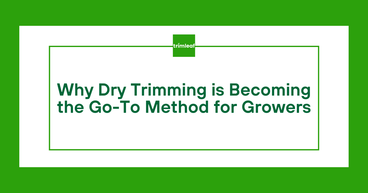 Why Dry Trimming is Becoming the Go-To Method for Growers