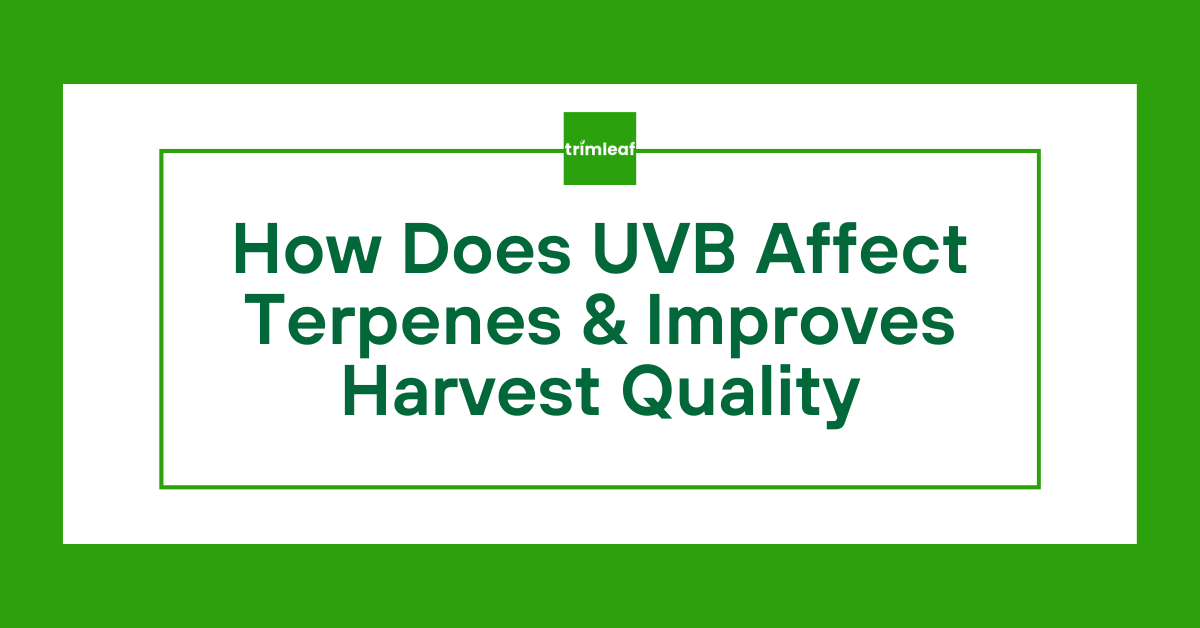 How Does UVB Affect Terpenes & Improves Harvest Quality