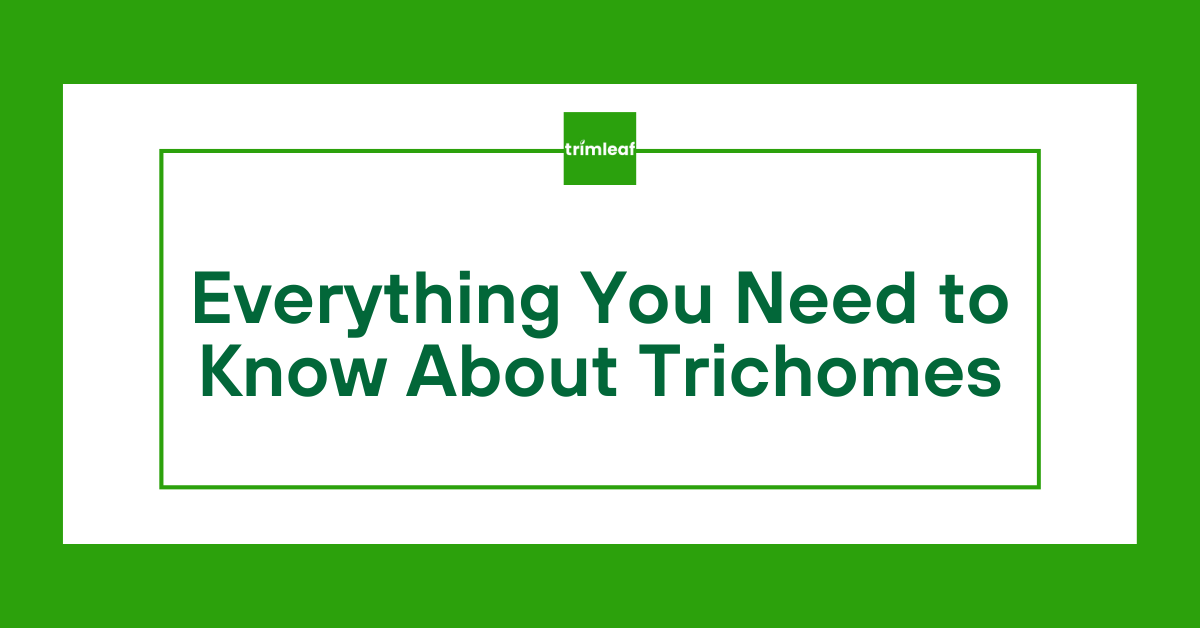 Everything You Need to Know About Trichomes