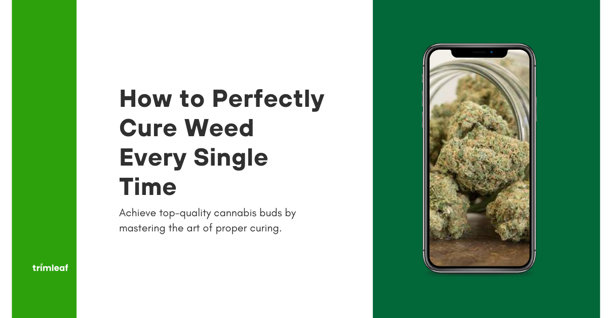 How to Perfectly Cure Weed Every Single Time
