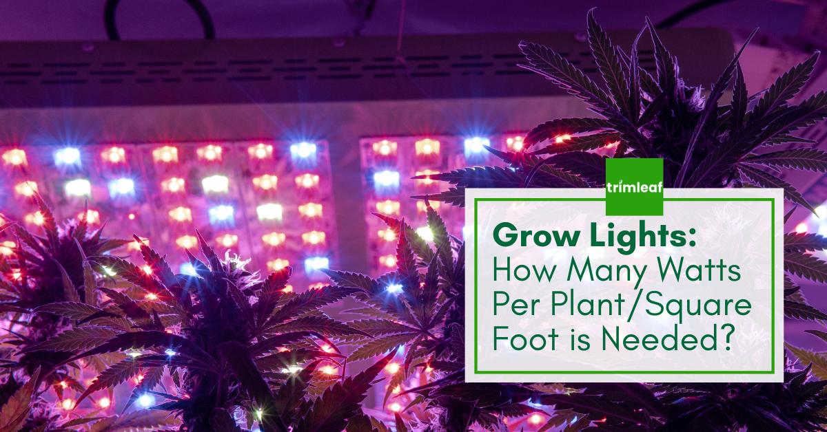 Grow Lights: How Many Watts Per Plant/Square Foot is Needed?