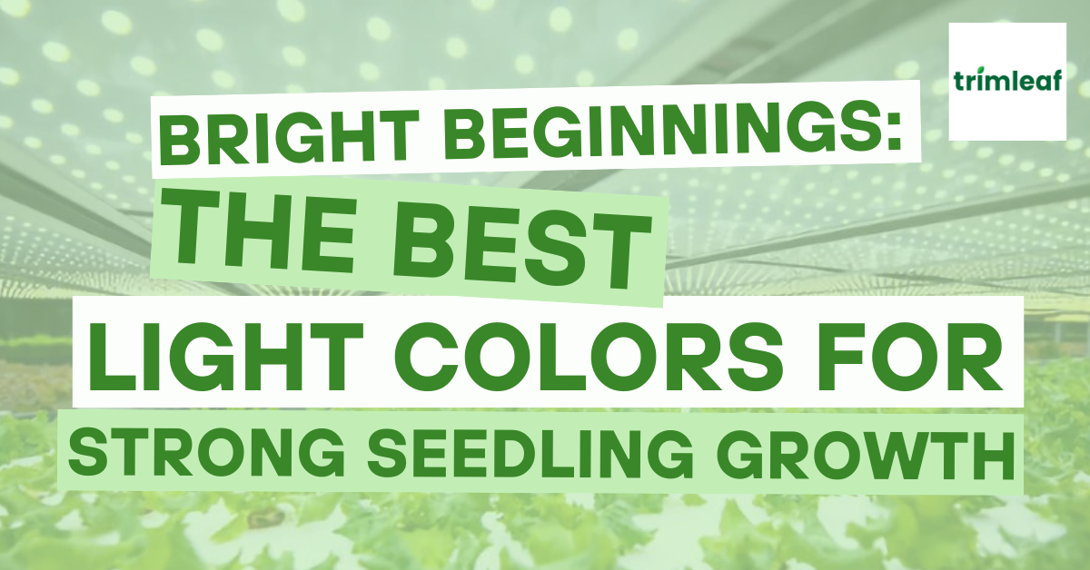 Bright Beginnings The Best Light Colors for Strong Seedling Growth