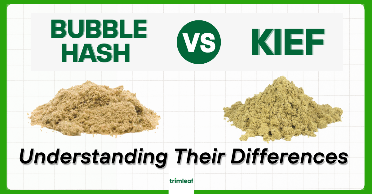 Bubble Hash vs. Kief Understanding Their Differences