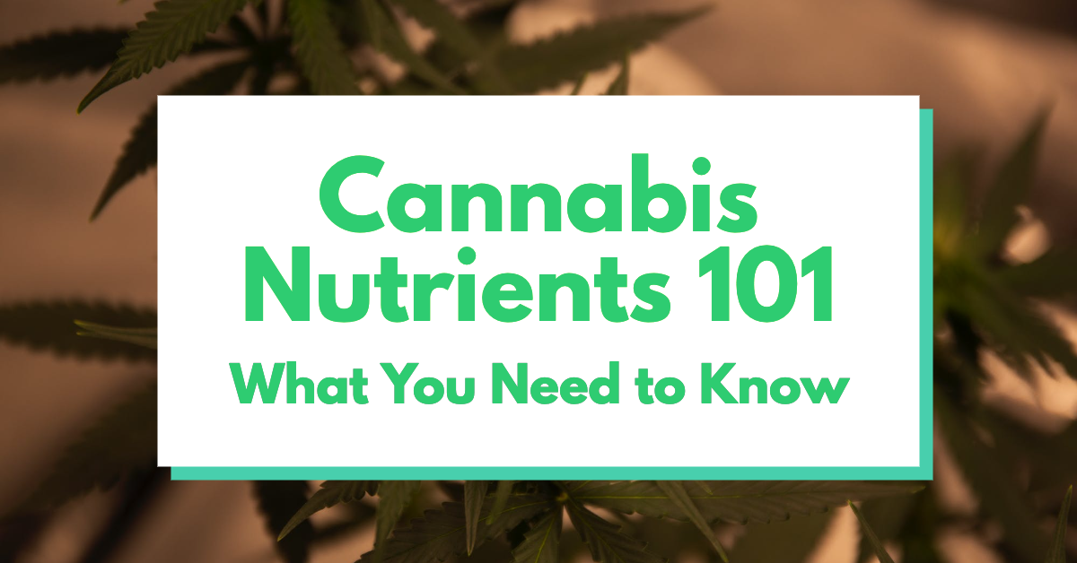 Cannabis Nutrients 101: What You Need to Know