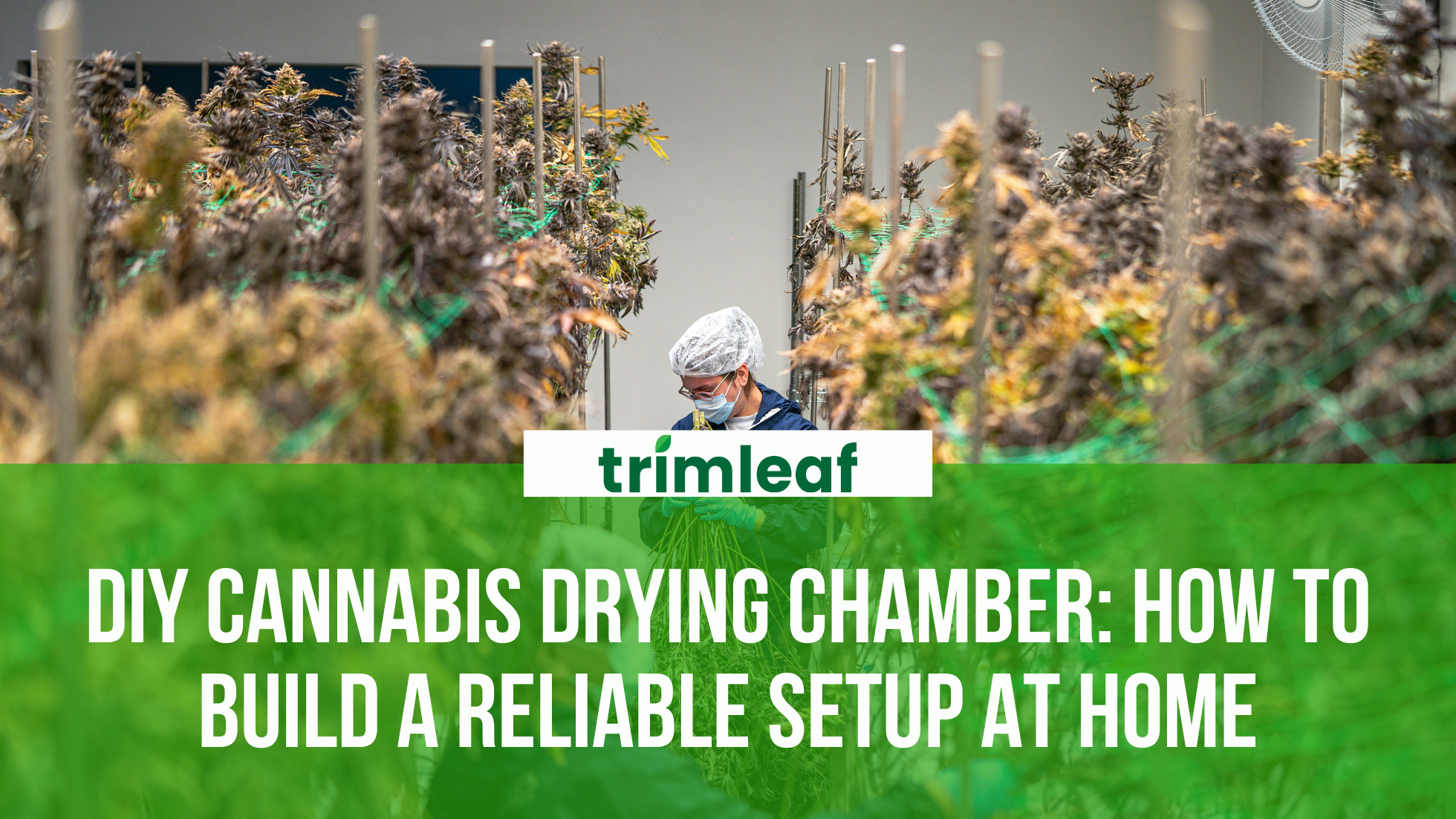 DIY Cannabis Drying Chamber: How to Build a Reliable Setup at Home