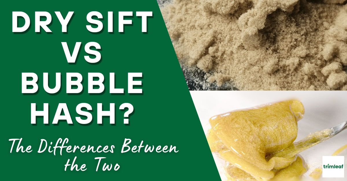 Dry Sift vs Bubble Hash The Differences Between the Two