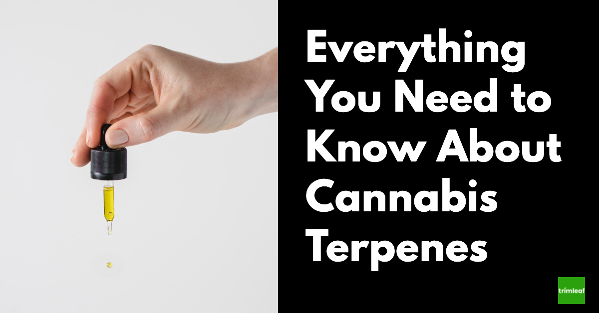 Everything You Need to Know About Cannabis Terpenes