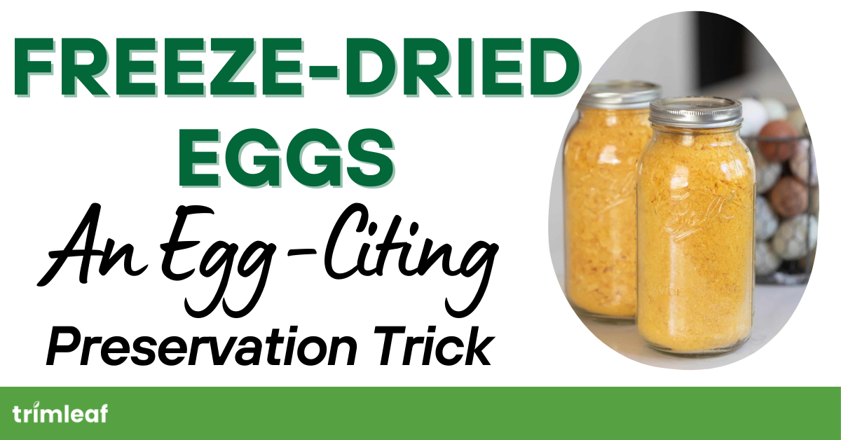 Freeze-Dried Eggs: An Egg-Citing Preservation Trick