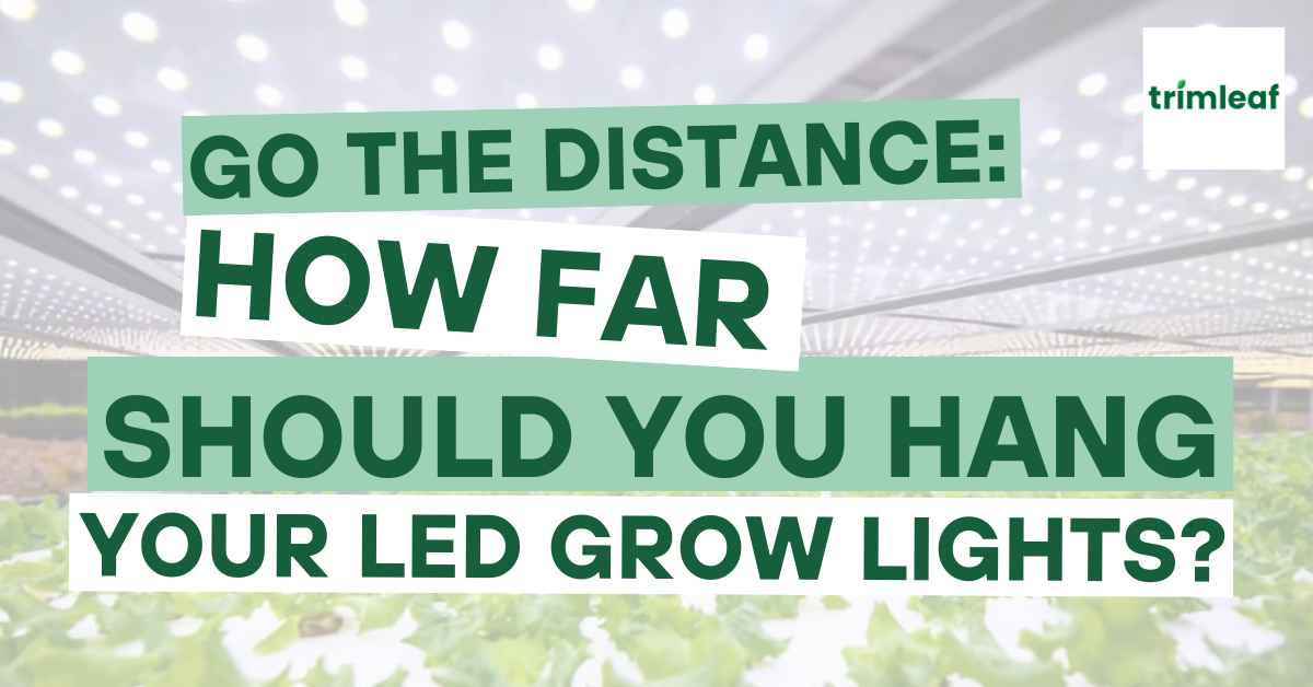 Go the Distance How Far Should You Hang Your LED Grow Lights