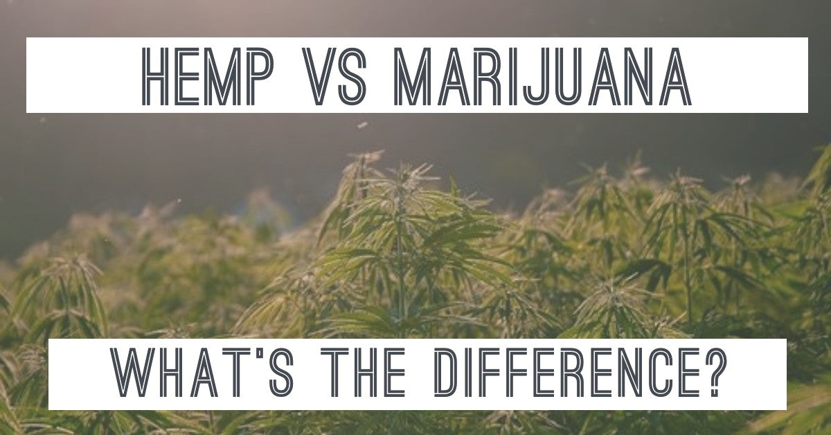 Is Hemp also Marijuana? What's the Difference?