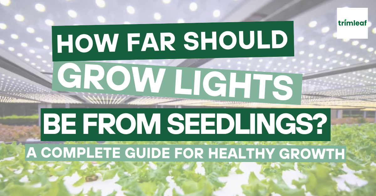 How Far Should Grow Lights Be From Seedlings A Complete Guide for Healthy Growth