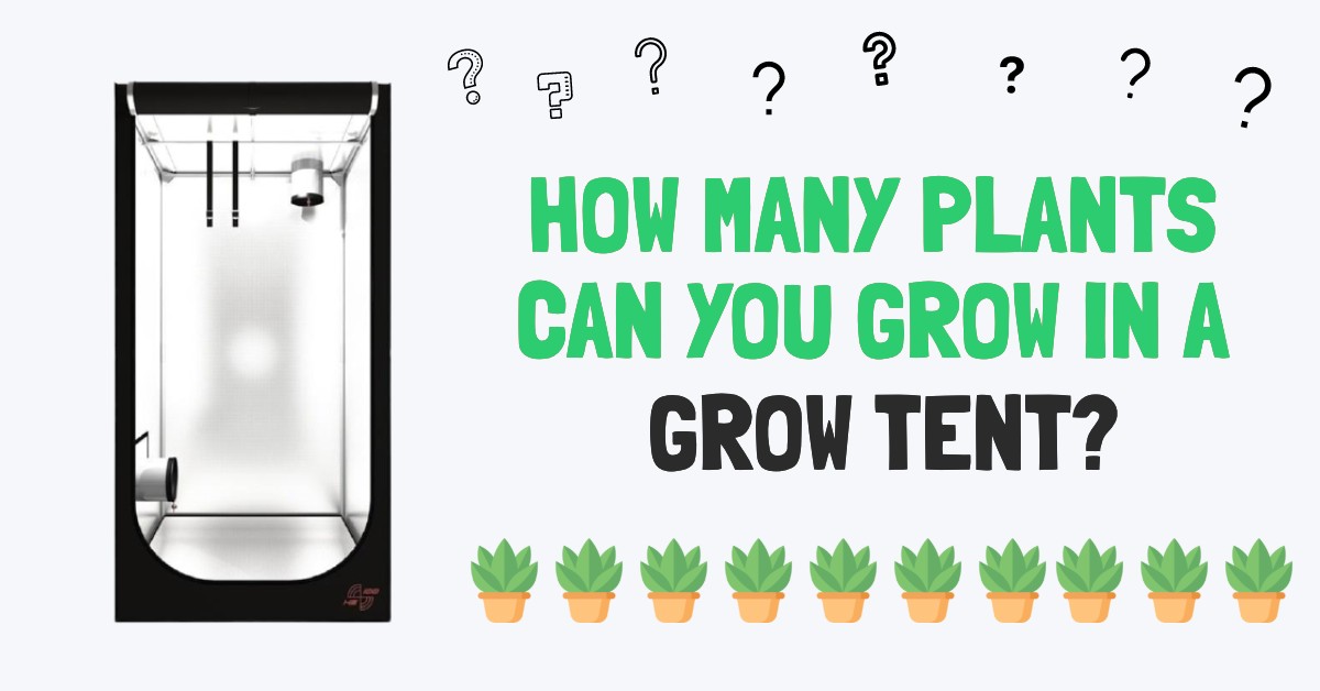 How Many Plants Can You Grow In a Grow Tent? (w/ Calculator)