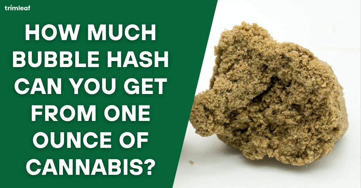 How Much Bubble Hash Can You Get from One Ounce of Cannabis